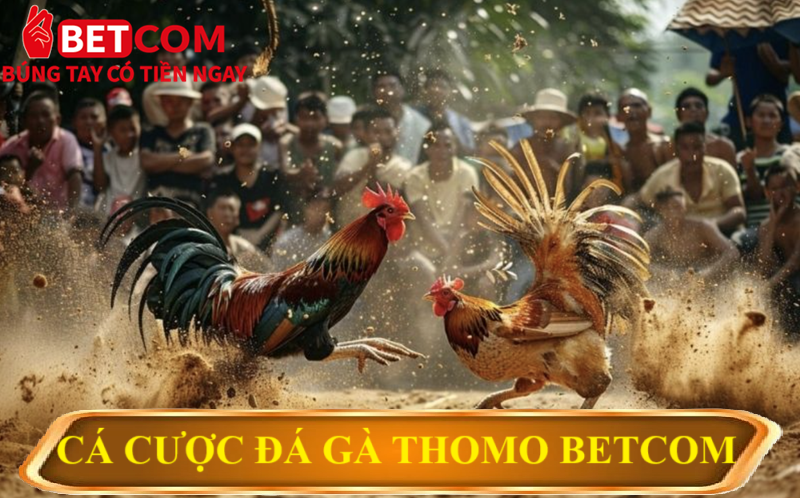 Đá Gà Thomo Betcom – Săn Thưởng Cực Khủng Với Tỷ Lệ 1 Ăn 99! 3 cá cược đá gà Thomo betcom