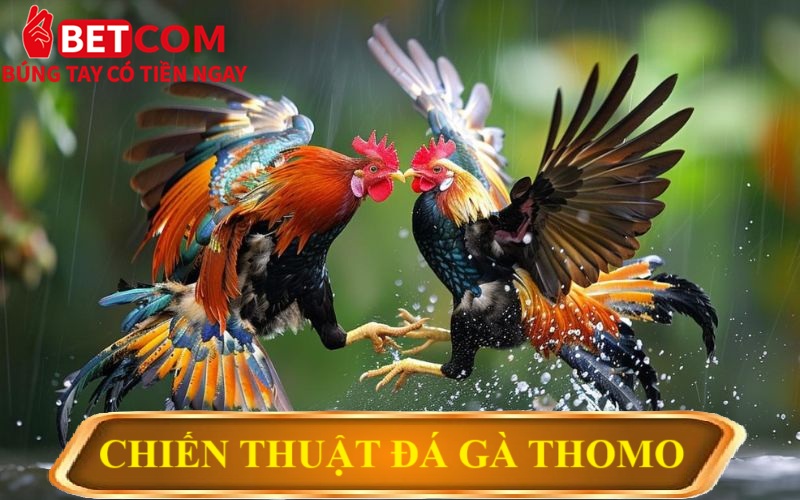 Đá Gà Thomo Betcom – Săn Thưởng Cực Khủng Với Tỷ Lệ 1 Ăn 99! 4 chiến thuật đá gà Thomo