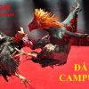 Đá gà Campuchia Betcom – Cược 1 ăn 10 trúng đậm không tưởng