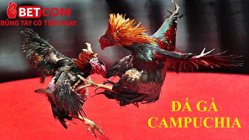 Đá gà Campuchia Betcom - Cược 1 ăn 10 trúng đậm không tưởng 2 đá gà Campuchia