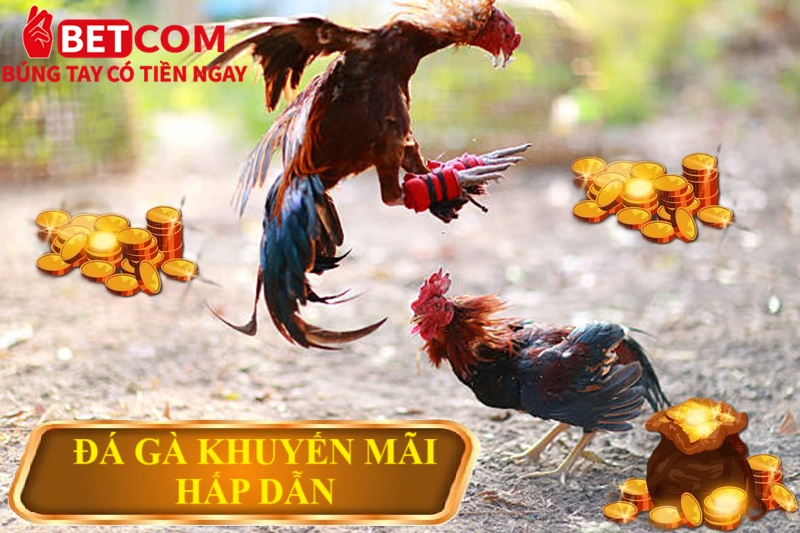 Đấu Trường Đá Gà Peru Betcom – Cơ Hội Chốt Cược Thắng 99%! 3 đá gà khuyến mãi hấp dẫn