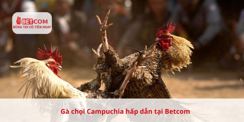 Gà chọi campuchia hấp dẫn tại Betcom