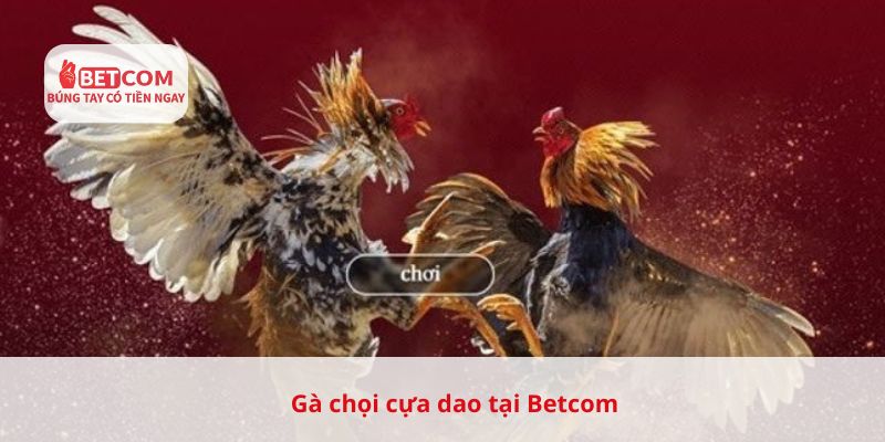 Gà chọi cựa dao tại Betcom