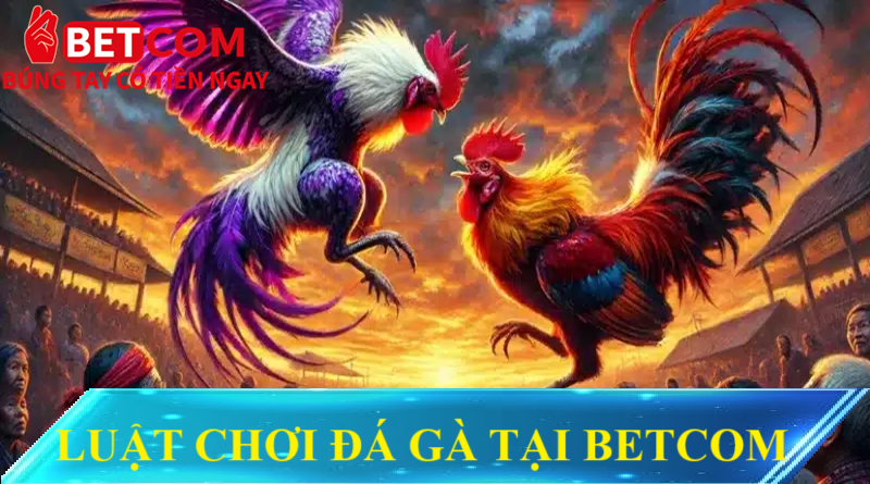 Đá gà Campuchia Betcom - Cược 1 ăn 10 trúng đậm không tưởng 4 Luật chơi đá gà tại betcom