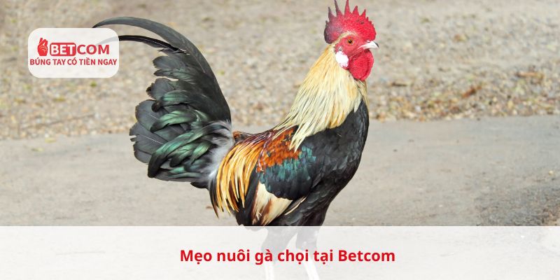Mẹo nuôi gà chọi tại Betcom
