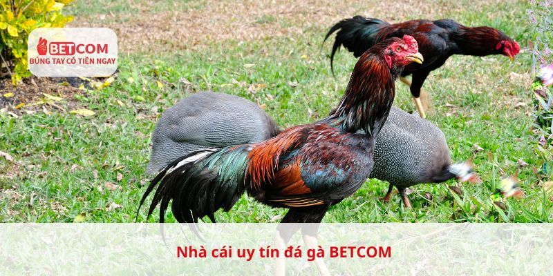 Nhà cái uy tín đá gà Betcom