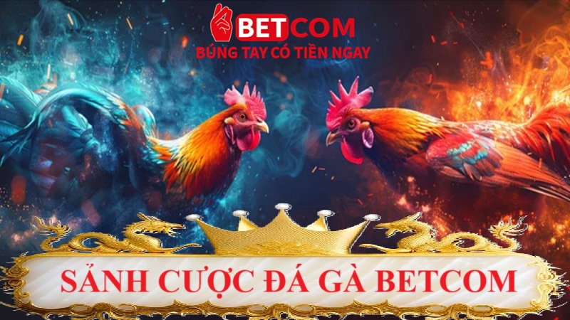 Đá Gà Betcom – Sảnh Cược Đỉnh Cao 2025, Kịch Tính Từng Trận! 2 sảnh cược đá gà Betcom