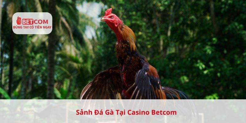 Sảnh đá gà tại casino Betcom