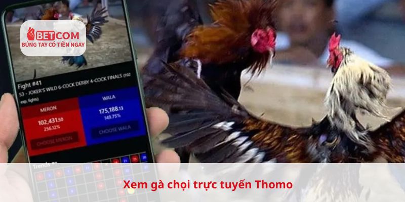 Xem gà chọi trực tuyến Thomo
