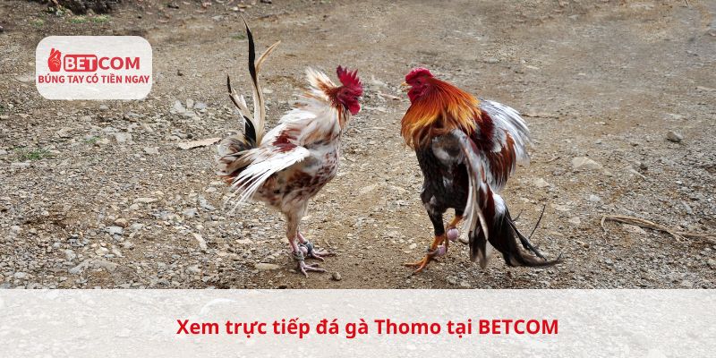 Xem trực tiếp đá gà Thomo tại Betcom