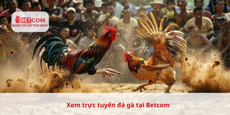 Xem trực tuyến đá gà tại Betcom